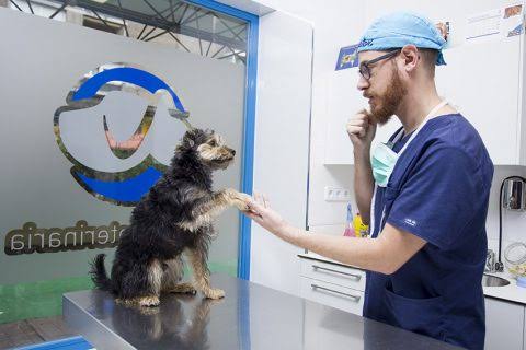 Consulta Veterinaria General